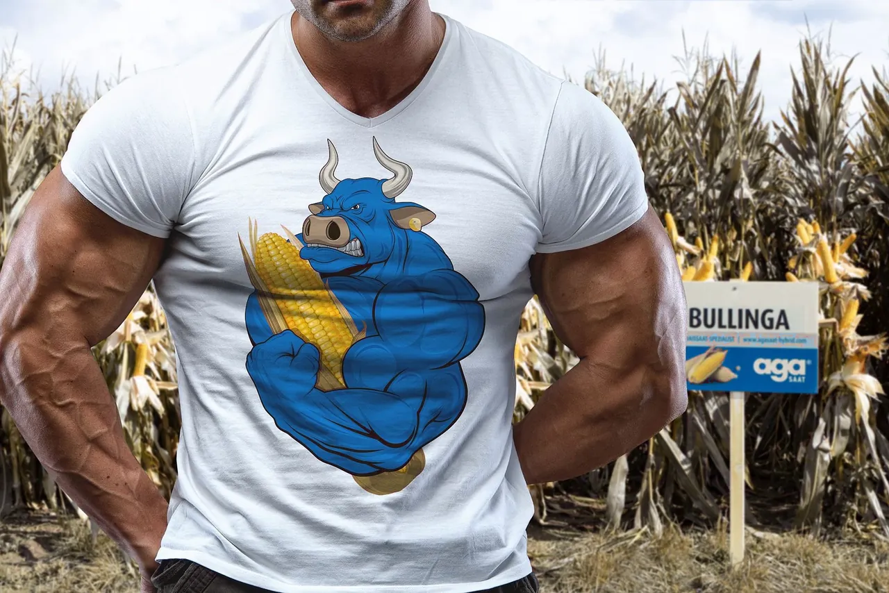 Maissorte BULLINGA – Kolben im Bestand